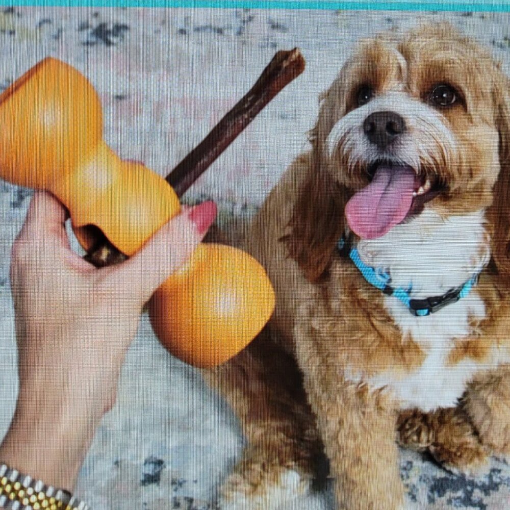 Bow Wow Buddy Holder Small 15–30 lb Dog Chew Accessory New
